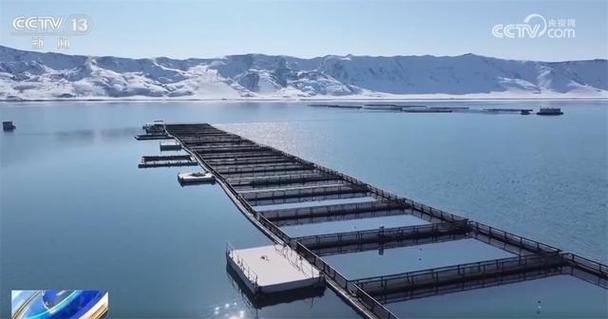 天山雪龍魚是海魚嗎圖片欣賞