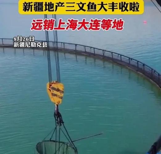 天山雪龍魚是海魚嗎圖片欣賞