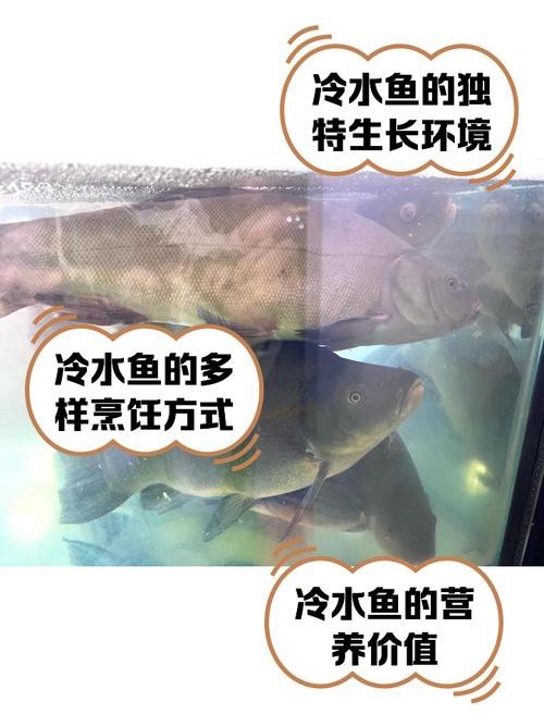 天山雪龍魚是海魚嗎圖片欣賞