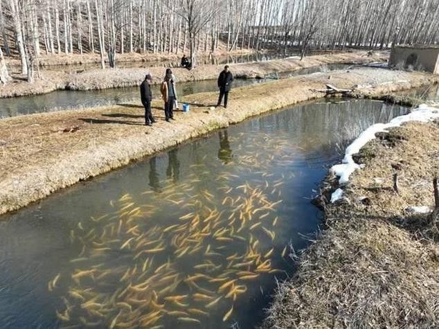 天山雪龍魚是海魚嗎圖片欣賞