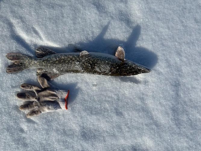 天山雪龍魚是海魚嗎圖片欣賞