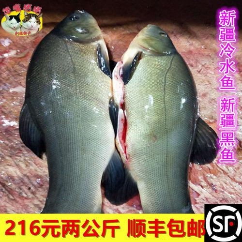天山雪龍魚是海魚嗎圖片欣賞
