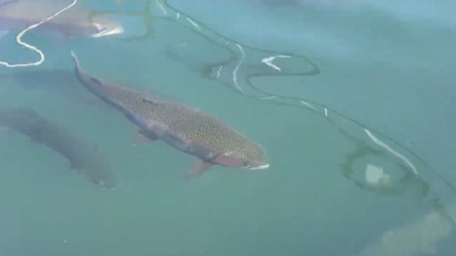 天山雪龍魚是海魚嗎圖片欣賞