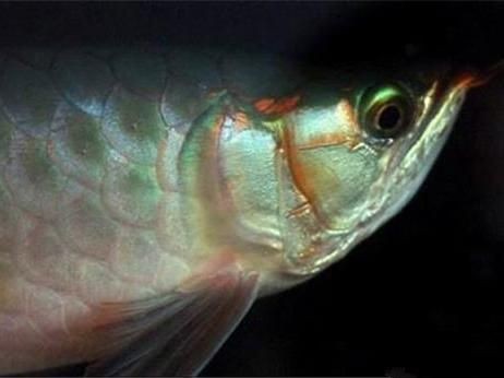 龍魚掉眼的原因和簡單治療辦法：如何判斷龍魚是否掉眼