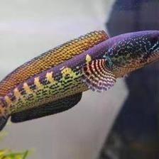 奶茶雷龍配魚：奶茶雷龍魚可以與其他魚類混養嗎？