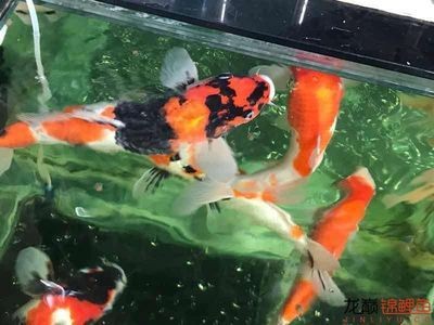 養龍魚水質檢測標準是什么：養龍魚時需要關注的水質檢測標準