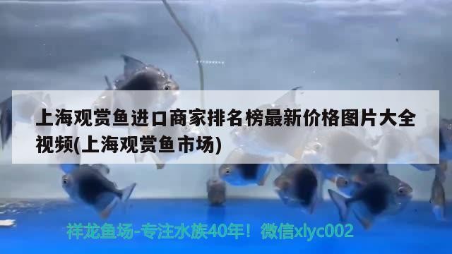 泰安市岱岳區(qū)粥店鳳江觀賞魚(yú)銷(xiāo)售中心