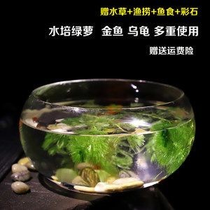 黑魚養在魚缸里面需要什么水草呢（黑魚的飼養方法）