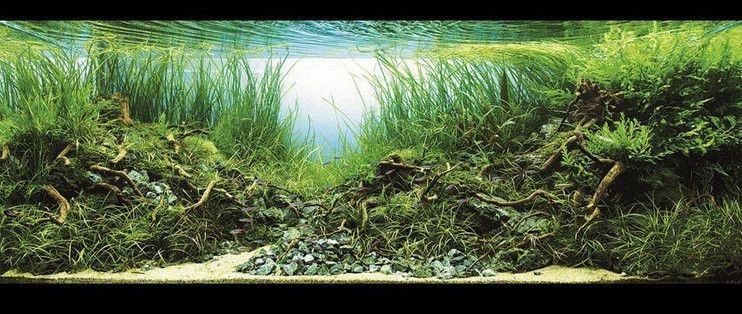 草缸和魚缸哪個好看：草缸與魚缸各有其獨特的魅力和優點，選擇哪個更好看取決于個人的審美偏好和養護目標