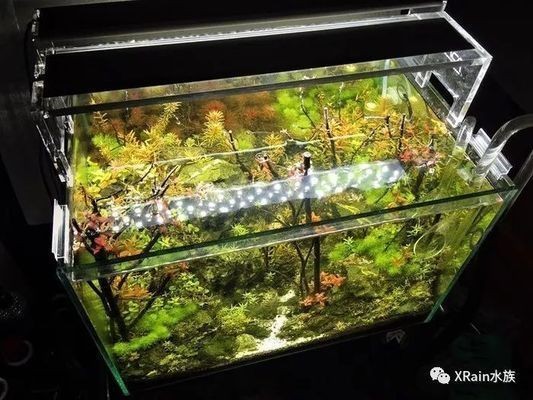 草缸和魚缸哪個好看：草缸與魚缸各有其獨特的魅力和優點，選擇哪個更好看取決于個人的審美偏好和養護目標