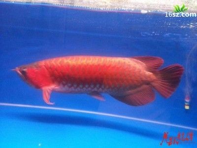 龍魚出生多大可以繁殖了：龍魚出生多大可以繁殖