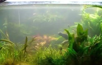 魚缸水渾濁怎么過濾（魚缸水渾濁怎么過濾魚缸內的水若長時間受到陽光直射）