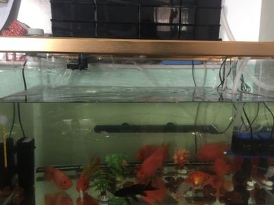 魚缸水渾濁怎么過濾（魚缸水渾濁怎么過濾魚缸內的水若長時間受到陽光直射）