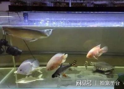 飛鳳魚的飼養(yǎng)方法：飛鳳魚換水換水換水是養(yǎng)魚過程中不可或缺的一個(gè)誤區(qū)