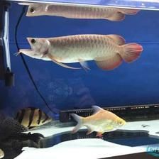 飛鳳魚的飼養方法：飛鳳魚換水換水換水是養魚過程中不可或缺的一個誤區