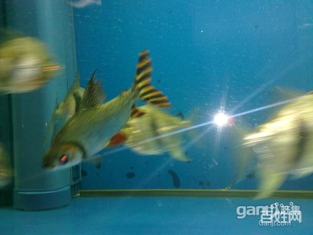 飛鳳魚的飼養方法：飛鳳魚換水換水換水是養魚過程中不可或缺的一個誤區