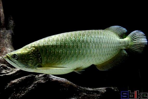 斑點(diǎn)龍魚(yú)長(zhǎng)大后圖片大全 斑點(diǎn)龍魚(yú)長(zhǎng)大后圖片大全 龍魚(yú)百科 第13張