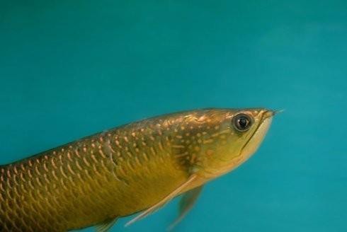 斑點(diǎn)龍魚(yú)長(zhǎng)大后圖片大全 斑點(diǎn)龍魚(yú)長(zhǎng)大后圖片大全 龍魚(yú)百科 第14張