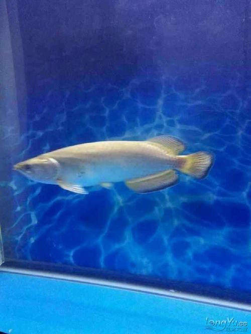斑點(diǎn)龍魚(yú)長(zhǎng)大后圖片大全 斑點(diǎn)龍魚(yú)長(zhǎng)大后圖片大全 龍魚(yú)百科 第16張