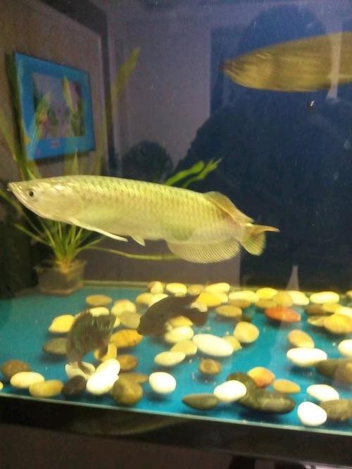 斑點(diǎn)龍魚(yú)長(zhǎng)大后圖片大全 斑點(diǎn)龍魚(yú)長(zhǎng)大后圖片大全 龍魚(yú)百科 第19張