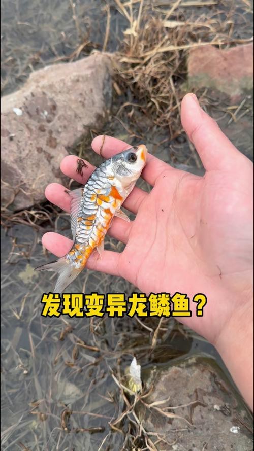斑點(diǎn)龍魚(yú)長(zhǎng)大后圖片大全 斑點(diǎn)龍魚(yú)長(zhǎng)大后圖片大全 龍魚(yú)百科 第31張