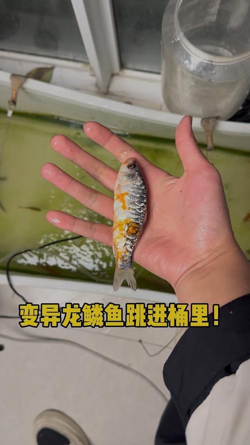 斑點(diǎn)龍魚(yú)長(zhǎng)大后圖片大全 斑點(diǎn)龍魚(yú)長(zhǎng)大后圖片大全 龍魚(yú)百科 第38張