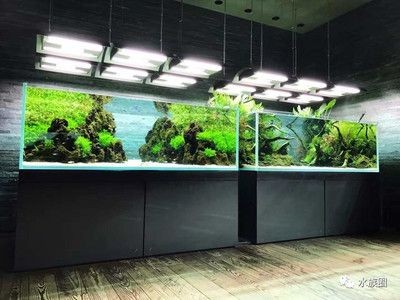 給魚缸造景叫什么職業(yè)（探索水族造景的世界大賽水族造景師或生態(tài)造景師或生態(tài)造景師）