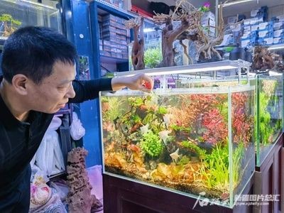 給魚缸造景叫什么職業(yè)（探索水族造景的世界大賽水族造景師或生態(tài)造景師或生態(tài)造景師）