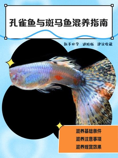 混養魚種中哪種最適合新手