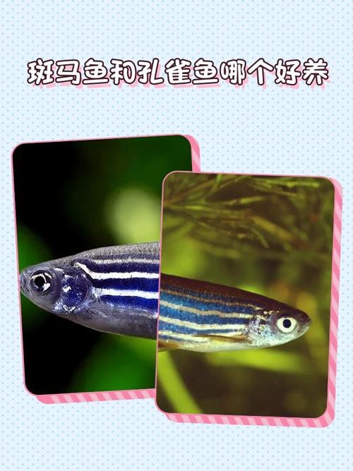 混養魚種中哪種最適合新手