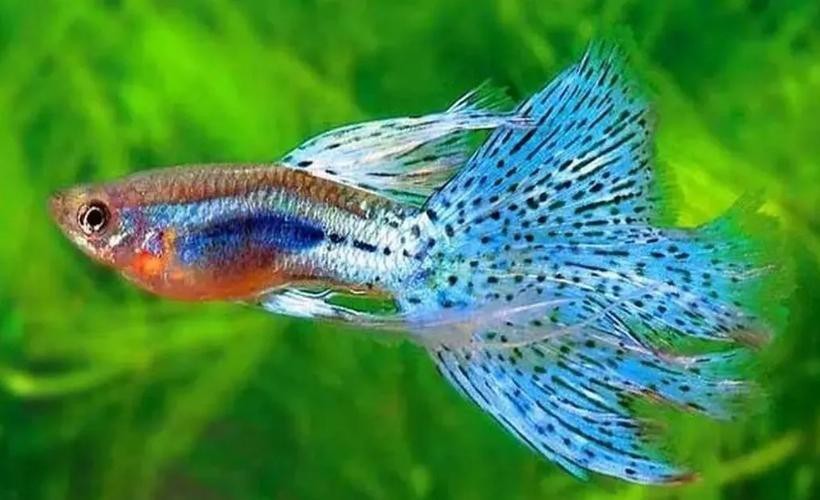 混養魚種中哪種最適合新手