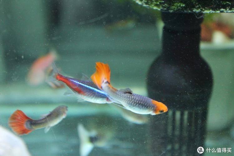 混養魚種中哪種最適合新手