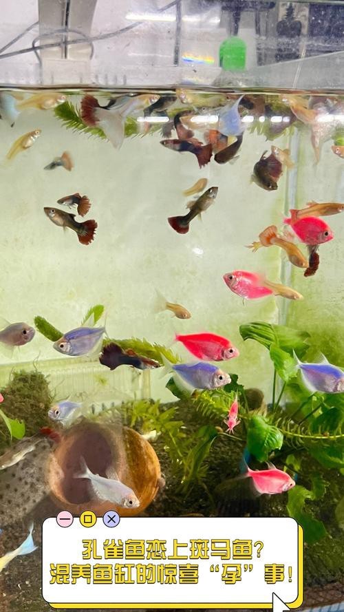 混養魚種中哪種最適合新手