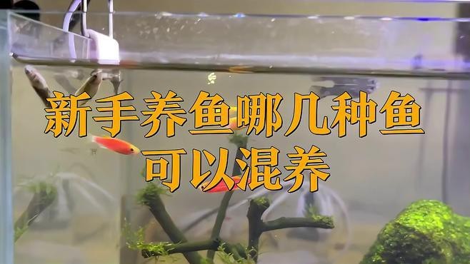 混養魚種中哪種最適合新手