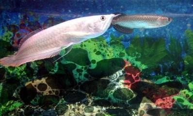 仙游縣鯉城上善水族館（福建仙游水上樂園）