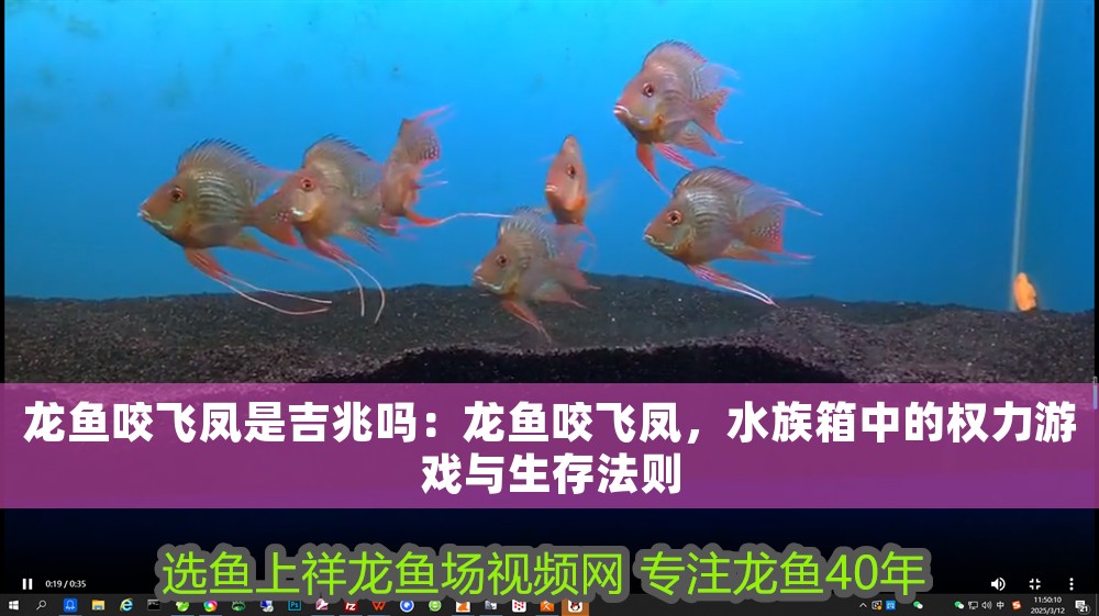 龍魚(yú)咬飛鳳是吉兆嗎：龍魚(yú)咬飛鳳，水族箱中的權(quán)力游戲與生存法則