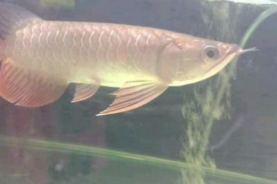 金龍魚生長圖解【金龍魚的成長過程】