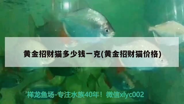 天津水族批發市場交通指南：天津水族批發市場怎么樣