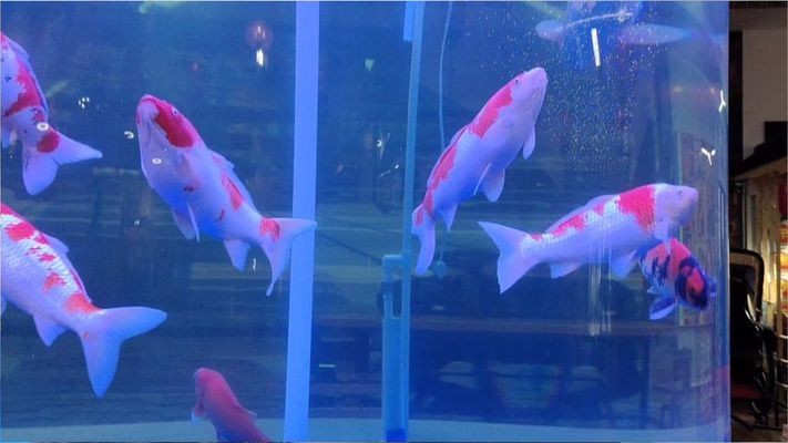 哈爾濱市香坊區苗苗觀賞魚店（哈爾濱市香坊區苗苗觀賞魚店地址）