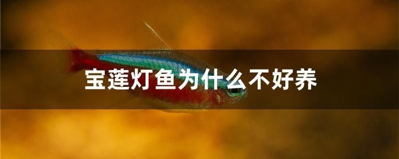 樂(lè)佳魚(yú)缸投訴最狠的方法：樂(lè)佳魚(yú)缸投訴成功案例分析樂(lè)佳魚(yú)缸投訴成功案例分析