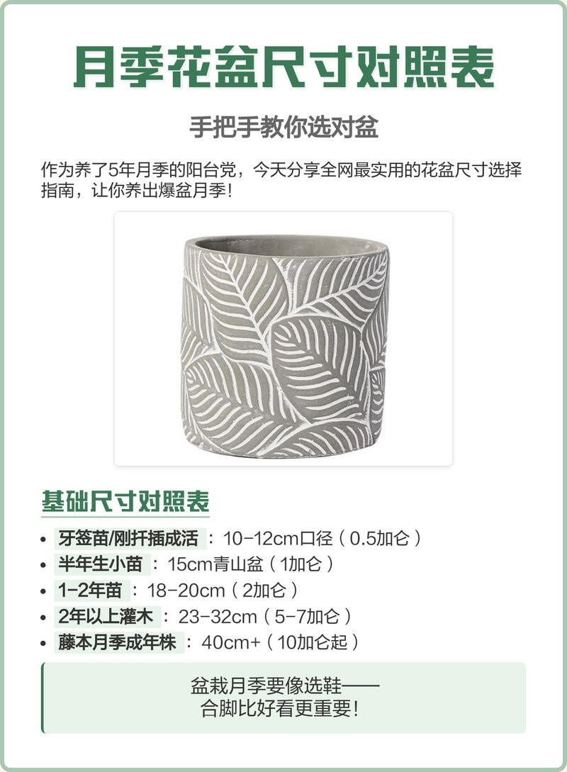紅龍月季在北方需要多大的花盆？
