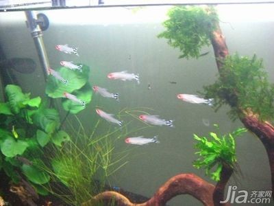 風(fēng)水學(xué)中魚缸魚的數(shù)量選擇：風(fēng)水學(xué)中魚缸魚數(shù)量的選擇