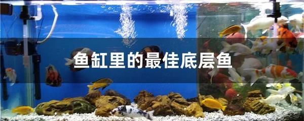魚缸里的最佳底層魚：適合放置在魚缸底部的幾種魚類