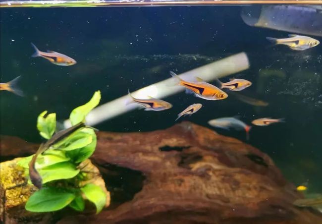 魚缸里的最佳底層魚：適合放置在魚缸底部的幾種魚類