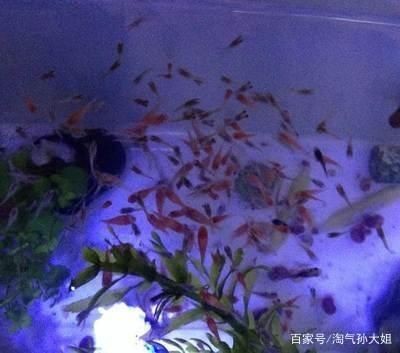 鳳尾魚飼養技巧了解鳳尾魚的飼養技巧和飼養技巧：養鳳尾魚需要注意的事項