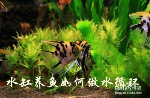 龍魚缸每小時循環(huán)幾次好：魚缸水每小時循環(huán)3-5次為宜