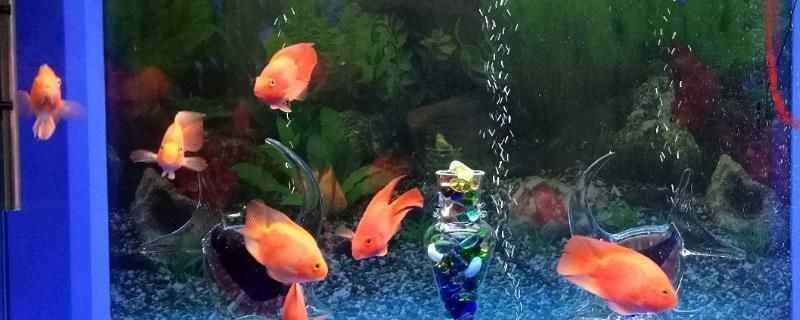 龍魚缸每小時循環(huán)幾次好：魚缸水每小時循環(huán)3-5次為宜