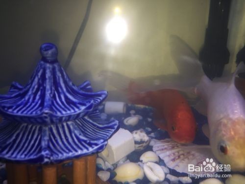 龍魚缸每小時循環(huán)幾次好：魚缸水每小時循環(huán)3-5次為宜