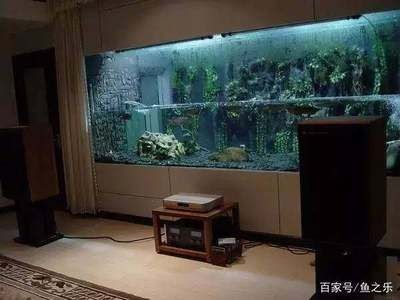 魚缸兩條魚怎么樣：熱帶魚與冷水魚混養指南，