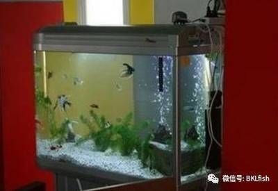 魚缸兩條魚怎么樣：熱帶魚與冷水魚混養指南，